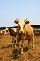 Obraz na płótnie Canvas Beef cattle in a farms