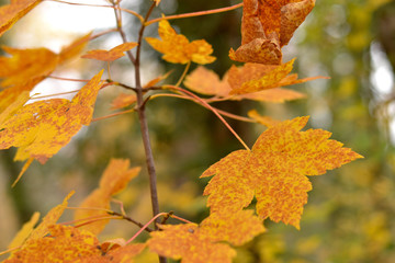Autumn woods, leaves detail