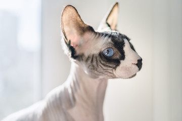 Canadian hairless sphinx cat sits near a window and basks in the sunshine.