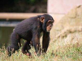Chimpanzé