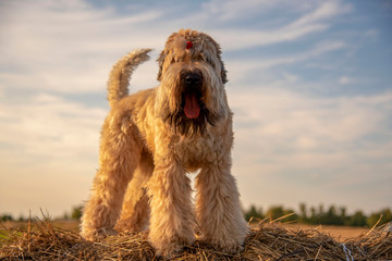A dog outdoors in the summer Irish wheaten Terrier