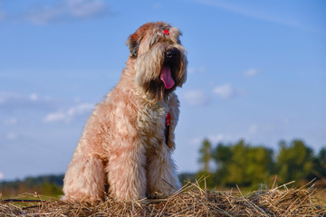 A dog outdoors in the summer  Irish wheaten Terrier