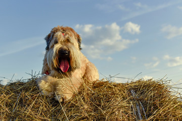 A dog outdoors in the summer Ople usually Irish wheaten Terrier