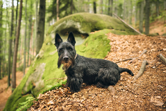 Portrait of a black scottish rerrier in a forest. Dog-walking outdoors.