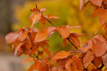 Autumn woods, leaves detail
