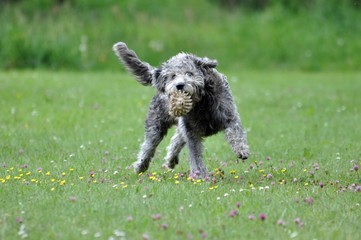 Mischlingshund