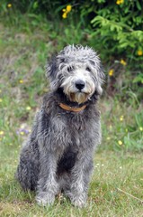 Mischlingshund