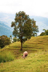 Fototapeta premium sheep in field