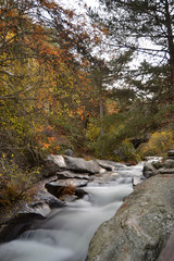Wild stream in the forest