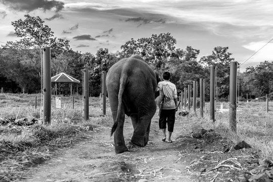 Un homme marche aux côtés d'un éléphant, de dos. Photo en noir et blanc