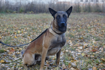 Cute belgian sheepdog is sitting on a autumn meadow. Close up. Pet animals.