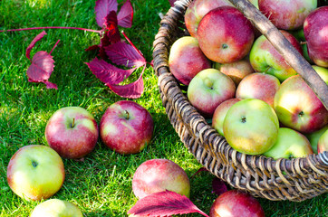 Ripe apples in old vintage wicker basket on background of green grass