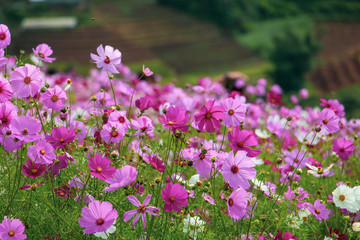pink flowers in the garden