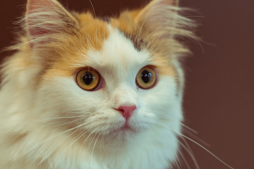 picture of a young and beautiful cat. cat is watching somewhere