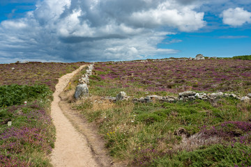 Bruyères à la pointe du Van, Finistère, Breatgne, France