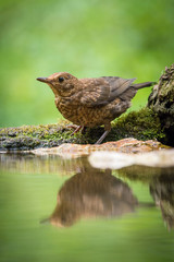 Common Blackbird is sitting at the waterhole in the forest Reflecting on the surface Preparing for the bath Colorful backgound with some flower