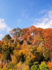 Fototapeta premium 秋の林風景