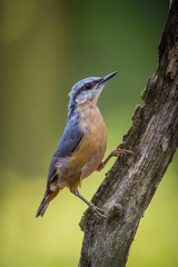 The Wood Nuthatch, Sitta europaea is sitting on the branch in the forest, colorful backgound