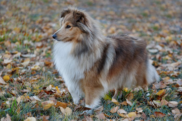 Sable shetland sheepdog puppy is standing in the autumn park. Shetland collie or sheltie. Close up. Pet animals.