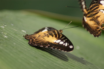 Fototapeta na wymiar Schmetterlingswelten
