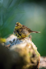 The Yellowhammer or Emberiza citrinella is sitting on the branch in the forest Colorful backgound with some flower..