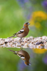 The Common Chaffinch or Fringilla coelebs is sitting at the waterhole in the forest Reflecting on the surface Preparing for the bath Colorful backgound with some flower..