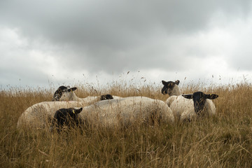 Sheep grazing in the English landscape  at Maiden Castle near Dorchester Dorset Great Britain in...