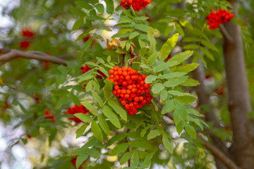 Obraz premium Red rowan berries on the branches of a tree
