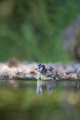 The Eurasian Blue Tit or Cyanistes caeruleus is sitting at the waterhole in the forest Reflecting on the surface Preparing for the bath Colorful backgound with some flower..