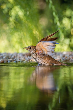 The Song Thrush or Turdus philomelos is sitting at the waterhole in the forest Reflecting on the surface Preparing for the bath Colorful backgound with some flower © Petr Šimon