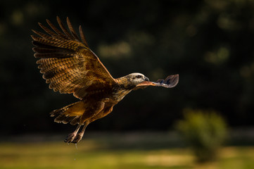 The Black-collared Hawk or Busarellus nigricollis is flying and trying to catch the fish from Rio Negro River in Brazil in Pantanal. Colorful environment of wildness. ..