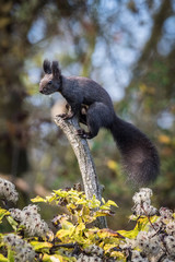 The Red Squirrel or Eurasian Red Squirrel or Sciurus vulgaris is sitting on the peak of the branch. Nice colorful background wit some trees and some plants in the foreground. Czech Republic