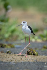 The Black-winged Stilt or Himantopus himantopus is walking the ground in nice natural environment of Uganda wildlife in Africa