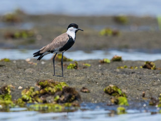 The Spur-winged Lapwing or Spur-winged Plover or Vanellus spinosus is standing on the ground in nice natural environment of Uganda wildlife in Africa..