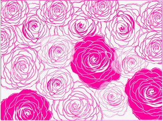 white and pink rose flower background