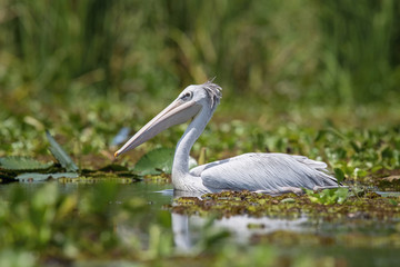 The Pink-backed Pelican or Pelecanus rufescens is floating on the surface of the lake. Afrika. Uganda. Nice green environment of Uganda wildlife