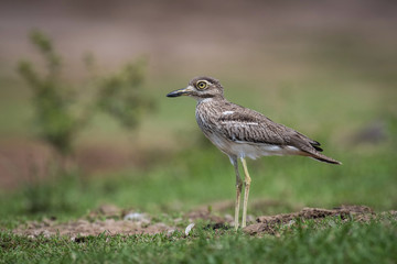 The Water Thick-knee or Burhinus vermiculatus is standing on the ground in nice natural environment of Uganda wildlife in Africa..