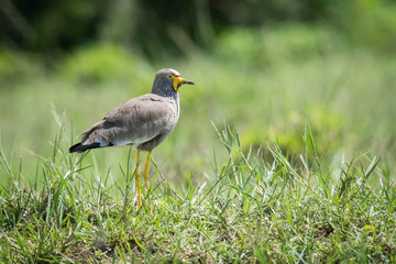 The African Wattled Lapwing or Vanellus senegallus is standing on the ground in nice natural environment of Uganda wildlife in Africa