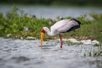 The Yellow-billed Stork or Mycteria ibis is catching the little fishes or something to eat in the water. Nice natural environment of Uganda wildlife in Africa