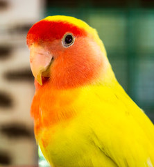 Portrait of a parrot in a cage