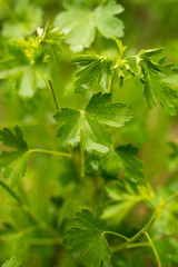 Fototapeta na wymiar Beautiful green leaves of parsley on nature
