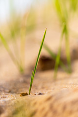 Green grass grows in the sand