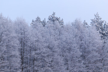 Obraz na płótnie Canvas Snowy trees in the forest in winter