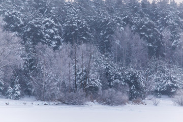 Snowy trees in the forest in winter