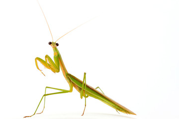 Mantis in white background