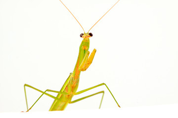 Mantis in white background