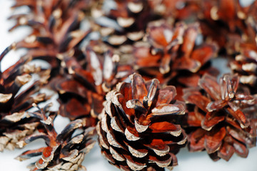 Fir cones on a white background