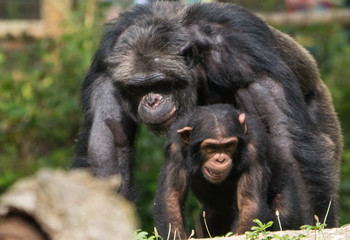 Chimpanzé