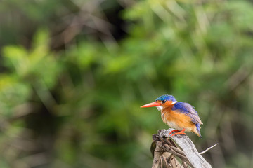 The Malachite Kingfisher, Corythornis cristatus is sitting and posing on the branch, amazing picturesque green background, in the morning during sunrise, waiting for its prey in Uganda..