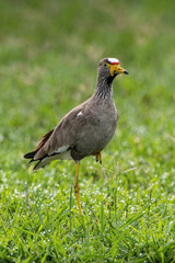 The African Wattled Lapwing or Vanellus senegallus is standing on the ground in nice natural environment of Uganda wildlife in Africa